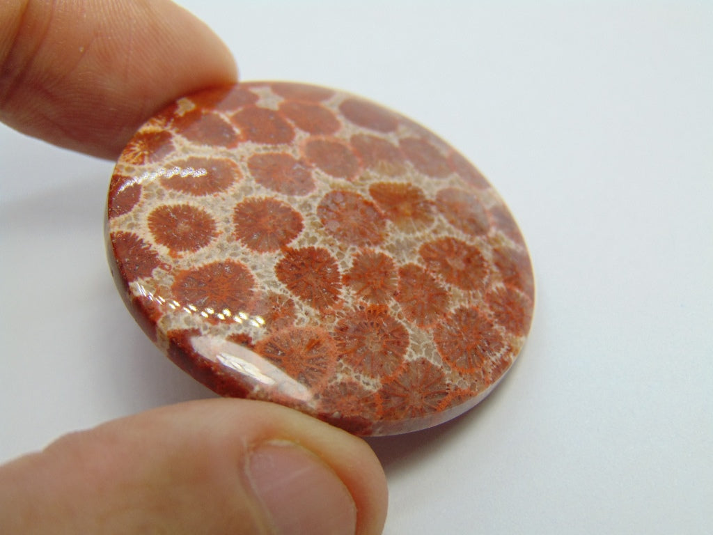 72.10ct Pedra Petoskey 40mm