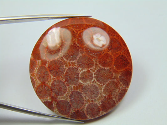 94.50ct Pedra Petoskey 40mm