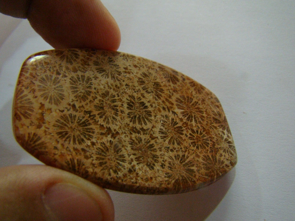 91.50ct Petoskey Stone 53x38mm